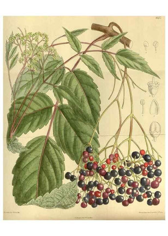 Reproducción/Reproduction 35885286812: Curtis's botanical magazine.. London ; New York [etc.] :Academic Press [etc.]