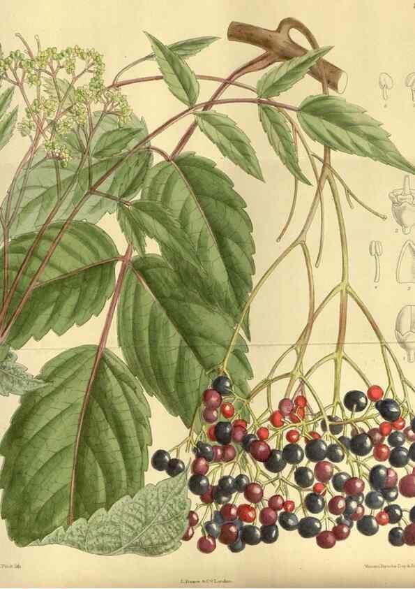 Reproducción/Reproduction 35885286812: Curtis's botanical magazine.. London ; New York [etc.] :Academic Press [etc.]