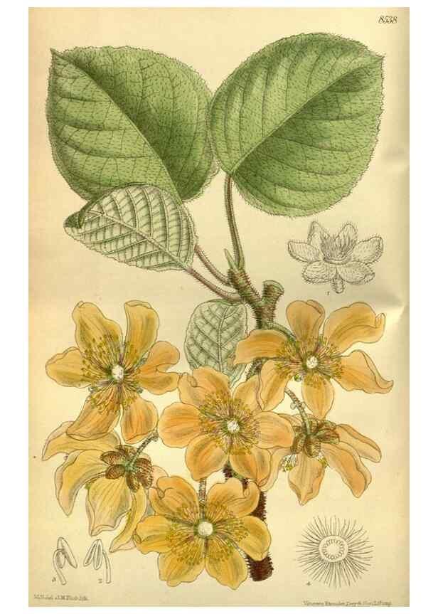 Reproducción/Reproduction 36056590715: Curtis's botanical magazine.. London ; New York [etc.] :Academic Press [etc.]