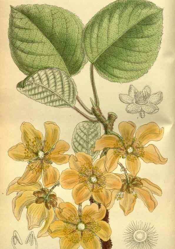 Reproducción/Reproduction 36056590715: Curtis's botanical magazine.. London ; New York [etc.] :Academic Press [etc.]