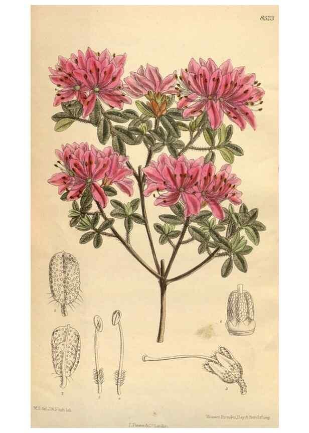 Reproducción/Reproduction 35247638723: Curtis's botanical magazine.. London ; New York [etc.] :Academic Press [etc.]