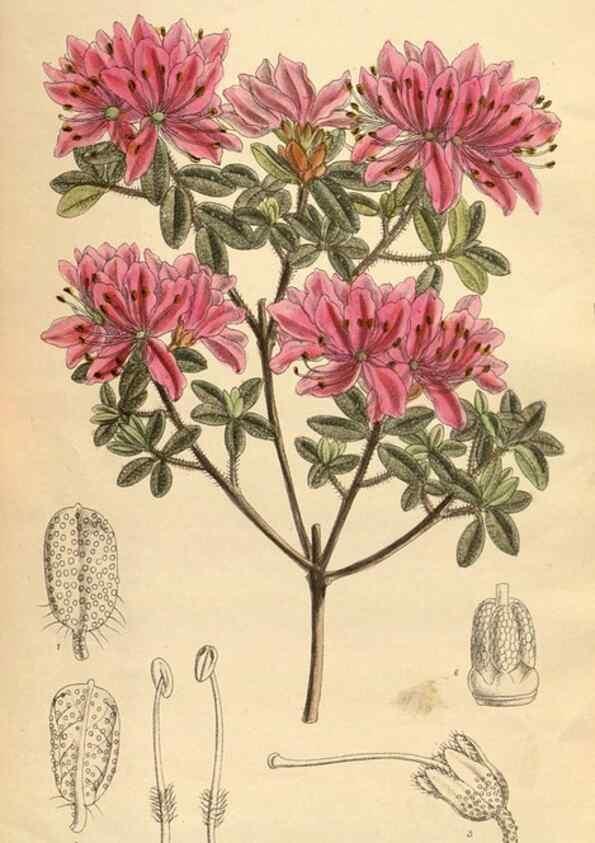 Reproducción/Reproduction 35247638723: Curtis's botanical magazine.. London ; New York [etc.] :Academic Press [etc.]