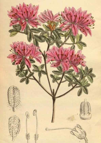 Reproducción/Reproduction 35247638723: Curtis's botanical magazine.. London ; New York [etc.] :Academic Press [etc.]