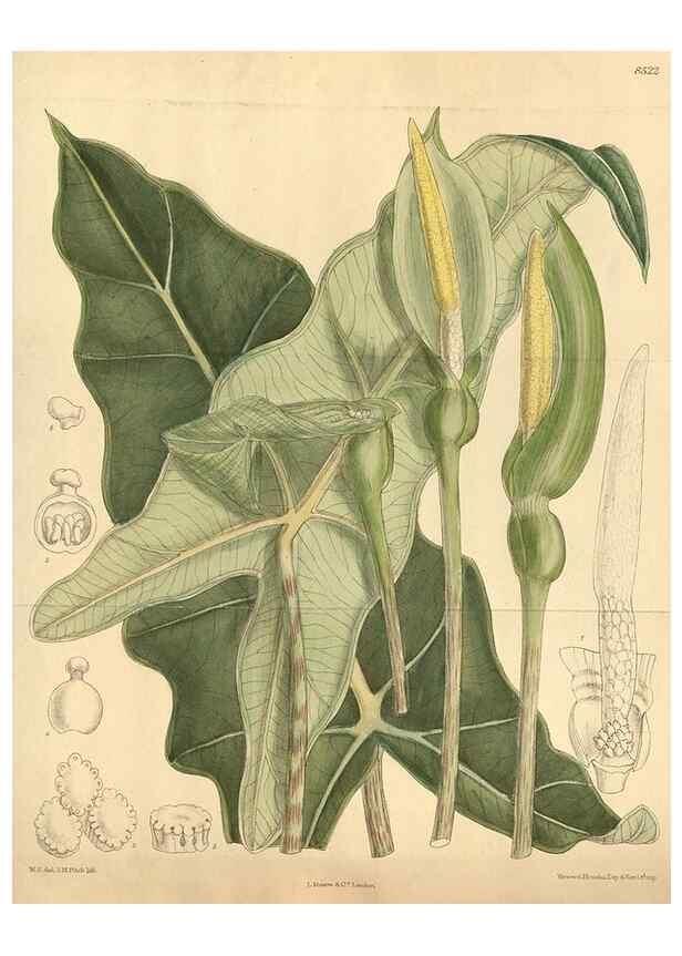 Reproducción/Reproduction 35247634403: Curtis's botanical magazine.. London ; New York [etc.] :Academic Press [etc.]