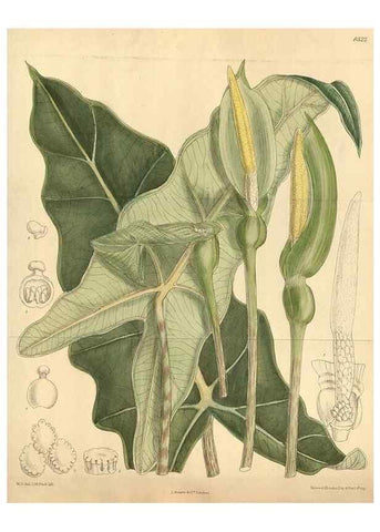 Reproducción/Reproduction 35247634403: Curtis's botanical magazine.. London ; New York [etc.] :Academic Press [etc.]
