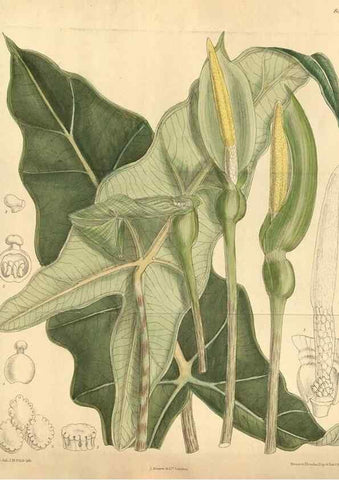 Reproducción/Reproduction 35247634403: Curtis's botanical magazine.. London ; New York [etc.] :Academic Press [etc.]