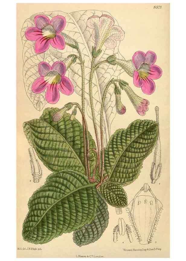 Reproducción/Reproduction 35247631783: Curtis's botanical magazine.. London ; New York [etc.] :Academic Press [etc.]
