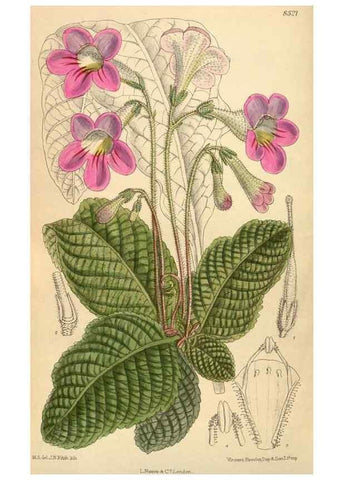 Reproducción/Reproduction 35247631783: Curtis's botanical magazine.. London ; New York [etc.] :Academic Press [etc.]