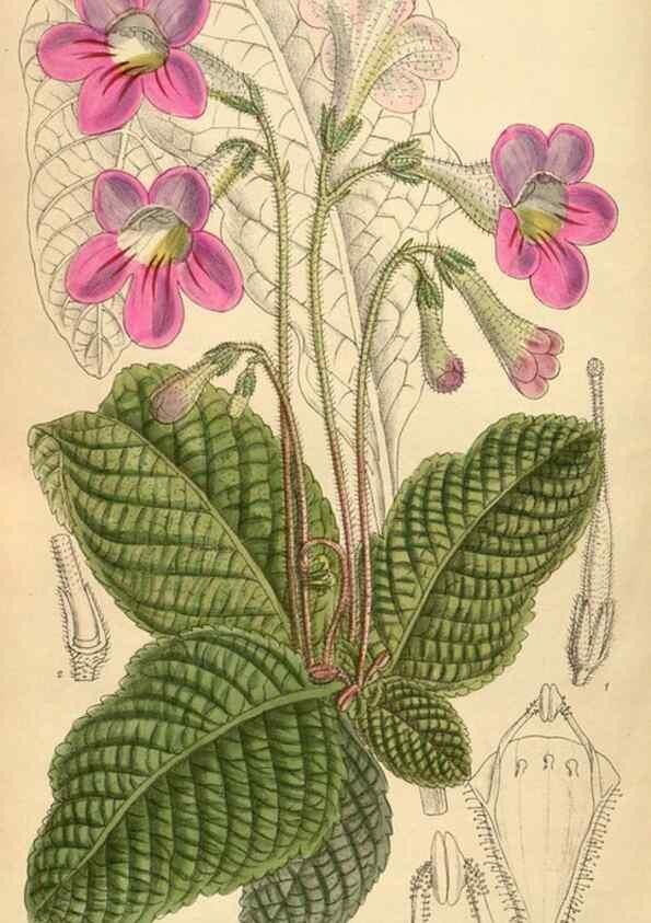 Reproducción/Reproduction 35247631783: Curtis's botanical magazine.. London ; New York [etc.] :Academic Press [etc.]