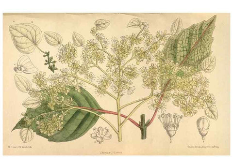 Reproducción/Reproduction 36056530435: Curtis's botanical magazine.. London ; New York [etc.] :Academic Press [etc.]