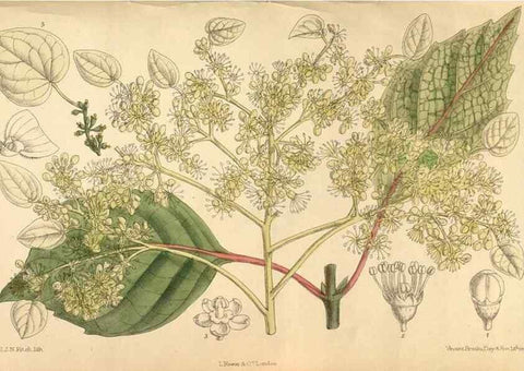 Reproducción/Reproduction 36056530435: Curtis's botanical magazine.. London ; New York [etc.] :Academic Press [etc.]