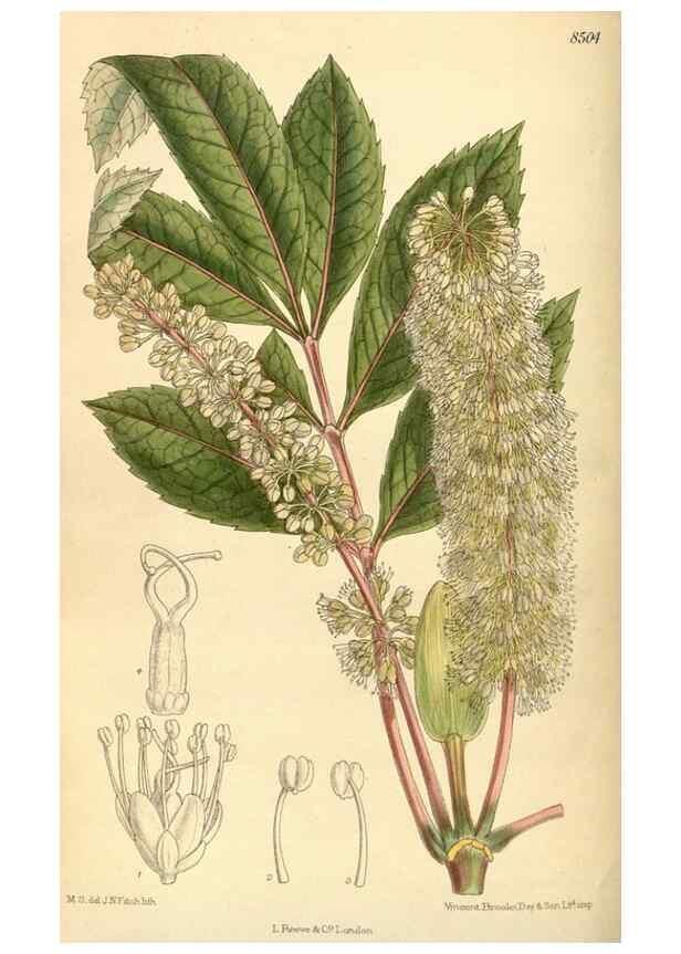 Reproducción/Reproduction 35666964540: Curtis's botanical magazine.. London ; New York [etc.] :Academic Press [etc.]