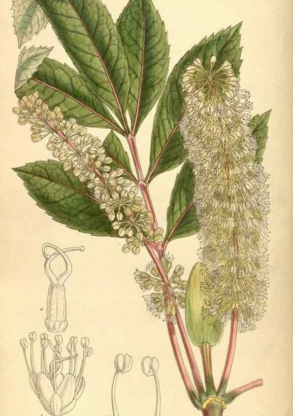 Reproducción/Reproduction 35666964540: Curtis's botanical magazine.. London ; New York [etc.] :Academic Press [etc.]