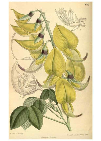 Reproducción/Reproduction 35666965570: Curtis's botanical magazine.. London ; New York [etc.] :Academic Press [etc.]