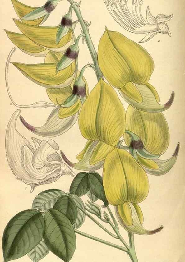 Reproducción/Reproduction 35666965570: Curtis's botanical magazine.. London ; New York [etc.] :Academic Press [etc.]