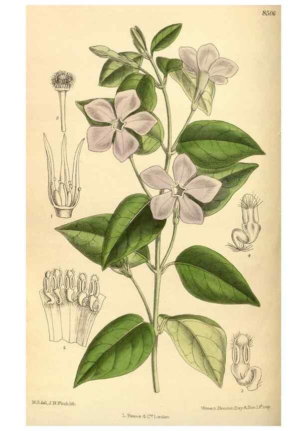 Reproducción/Reproduction 36015080126: Curtis's botanical magazine.. London ; New York [etc.] :Academic Press [etc.]