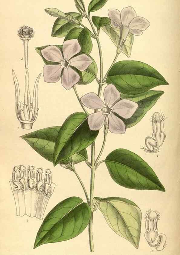 Reproducción/Reproduction 36015080126: Curtis's botanical magazine.. London ; New York [etc.] :Academic Press [etc.]