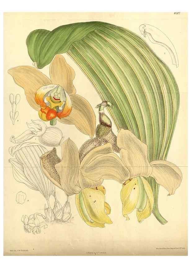Reproducción/Reproduction 36015083926: Curtis's botanical magazine.. London ; New York [etc.] :Academic Press [etc.]
