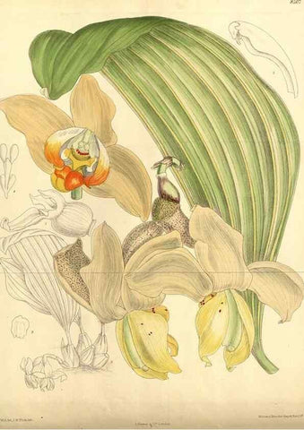 Reproducción/Reproduction 36015083926: Curtis's botanical magazine.. London ; New York [etc.] :Academic Press [etc.]