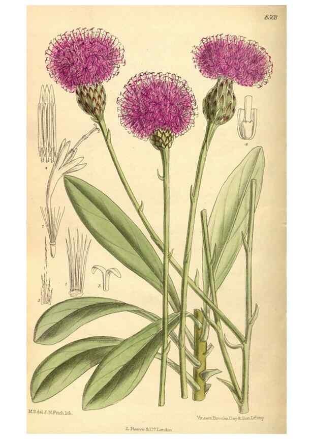 Reproducción/Reproduction 36056506155: Curtis's botanical magazine.. London ; New York [etc.] :Academic Press [etc.]