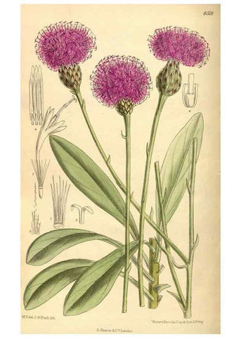 Reproducción/Reproduction 36056506155: Curtis's botanical magazine.. London ; New York [etc.] :Academic Press [etc.]