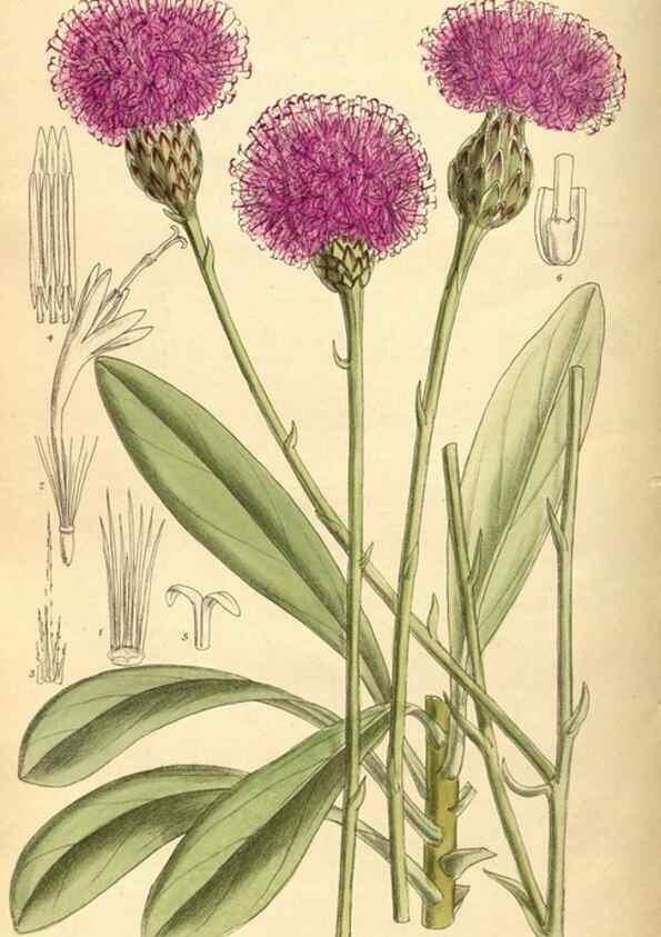 Reproducción/Reproduction 36056506155: Curtis's botanical magazine.. London ; New York [etc.] :Academic Press [etc.]