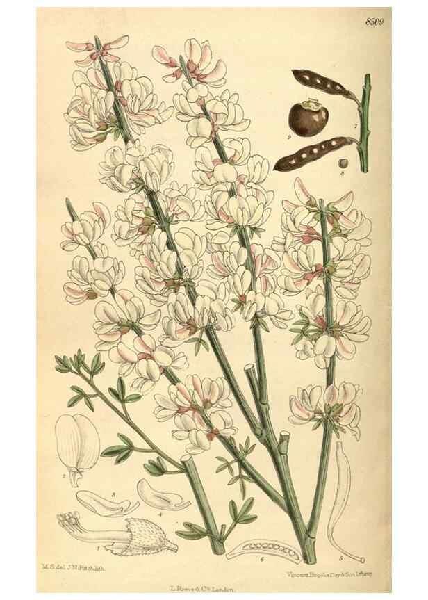 Reproducción/Reproduction 36056508025: Curtis's botanical magazine.. London ; New York [etc.] :Academic Press [etc.]