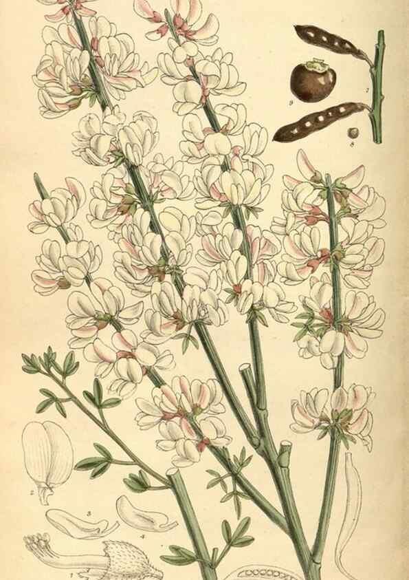 Reproducción/Reproduction 36056508025: Curtis's botanical magazine.. London ; New York [etc.] :Academic Press [etc.]
