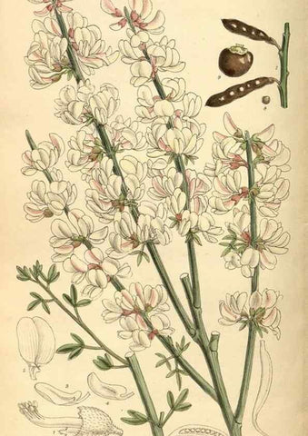Reproducción/Reproduction 36056508025: Curtis's botanical magazine.. London ; New York [etc.] :Academic Press [etc.]