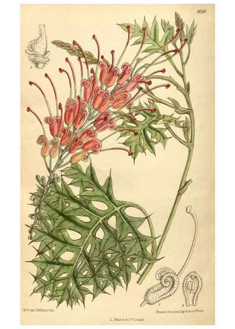 Reproducción/Reproduction 35885212242: Curtis's botanical magazine.. London ; New York [etc.] :Academic Press [etc.]
