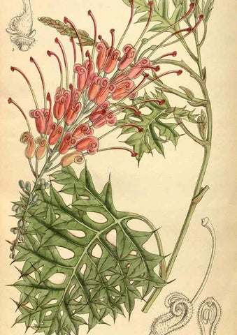 Reproducción/Reproduction 35885212242: Curtis's botanical magazine.. London ; New York [etc.] :Academic Press [etc.]