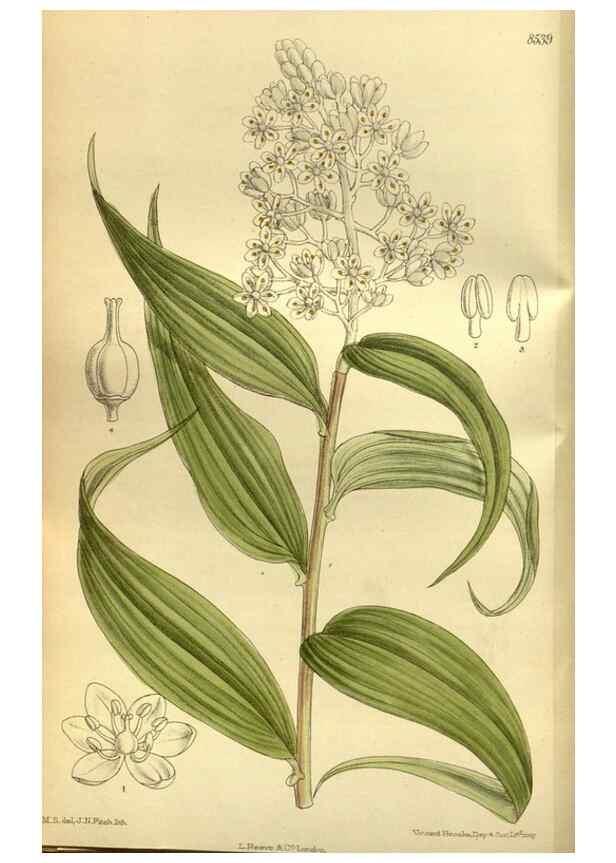 Reproducción/Reproduction 36056592635: Curtis's botanical magazine.. London ; New York [etc.] :Academic Press [etc.]