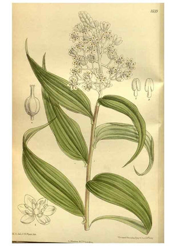 Reproducción/Reproduction 36056592635: Curtis's botanical magazine.. London ; New York [etc.] :Academic Press [etc.]