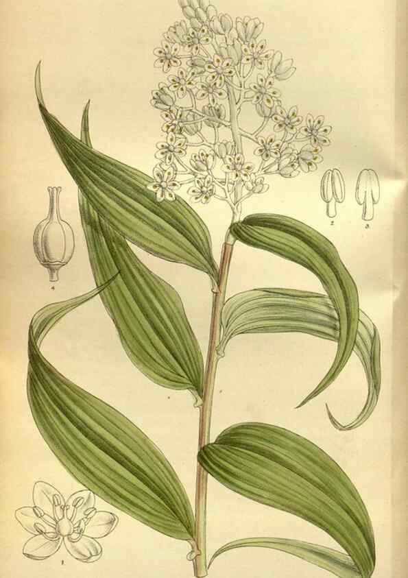 Reproducción/Reproduction 36056592635: Curtis's botanical magazine.. London ; New York [etc.] :Academic Press [etc.]