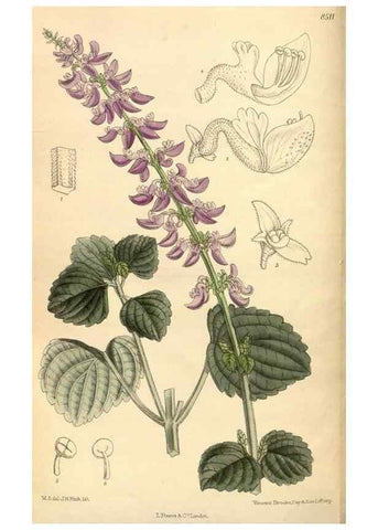Reproducción/Reproduction 36015097516: Curtis's botanical magazine.. London ; New York [etc.] :Academic Press [etc.]