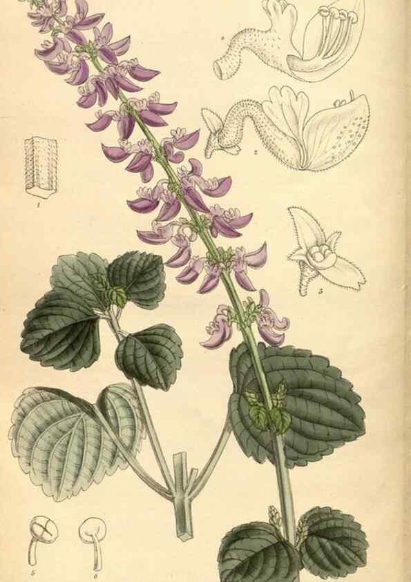 Reproducción/Reproduction 36015097516: Curtis's botanical magazine.. London ; New York [etc.] :Academic Press [etc.]