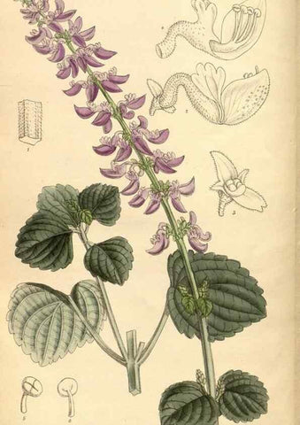 Reproducción/Reproduction 36015097516: Curtis's botanical magazine.. London ; New York [etc.] :Academic Press [etc.]