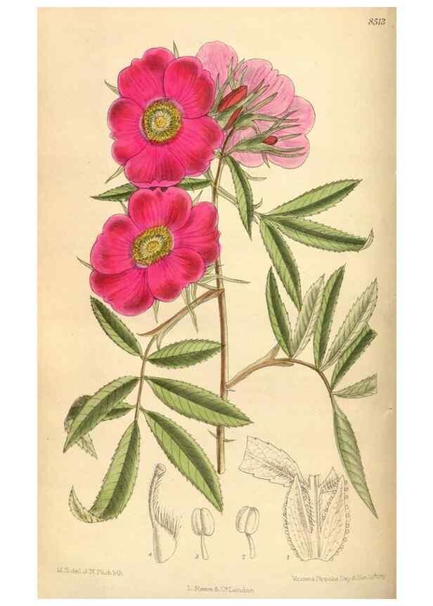 Reproducción/Reproduction 35216998464: Curtis's botanical magazine.. London ; New York [etc.] :Academic Press [etc.]