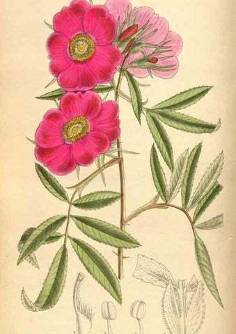 Reproducción/Reproduction 35216998464: Curtis's botanical magazine.. London ; New York [etc.] :Academic Press [etc.]