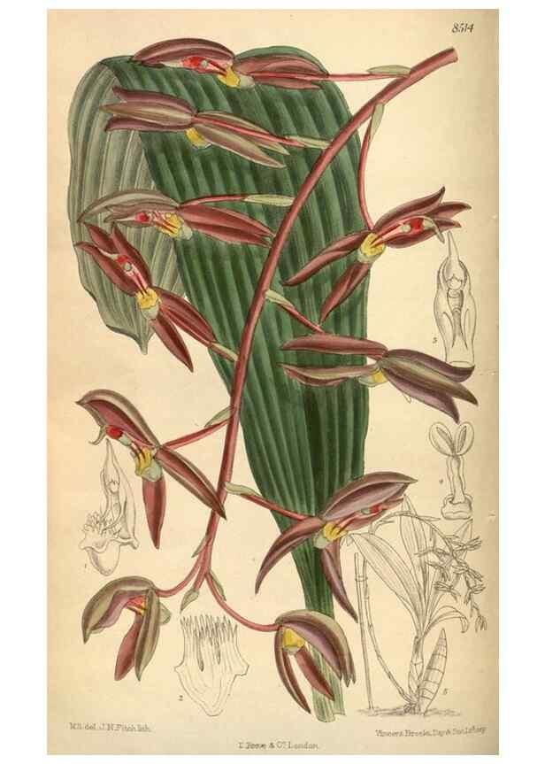 Reproducción/Reproduction 35922825801: Curtis's botanical magazine.. London ; New York [etc.] :Academic Press [etc.]