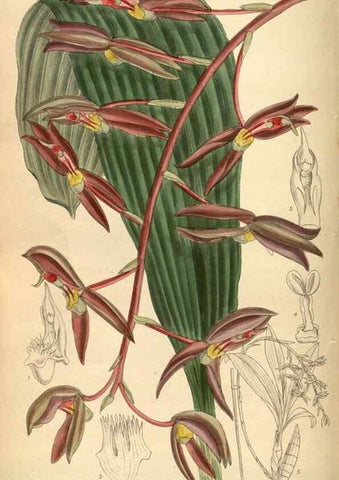 Reproducción/Reproduction 35922825801: Curtis's botanical magazine.. London ; New York [etc.] :Academic Press [etc.]