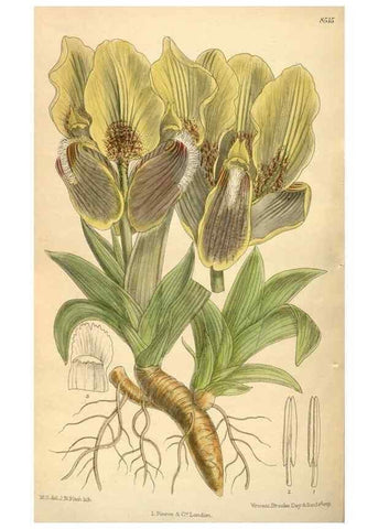 Reproducción/Reproduction 35922827801: Curtis's botanical magazine.. London ; New York [etc.] :Academic Press [etc.]
