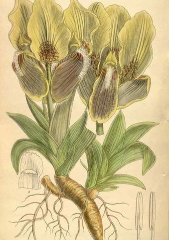 Reproducción/Reproduction 35922827801: Curtis's botanical magazine.. London ; New York [etc.] :Academic Press [etc.]