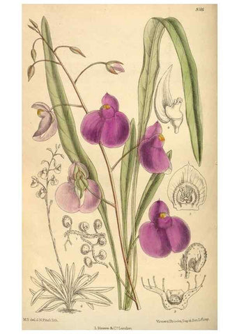 Reproducción/Reproduction 35922829701: Curtis's botanical magazine.. London ; New York [etc.] :Academic Press [etc.]