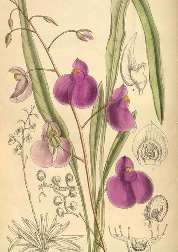 Reproducción/Reproduction 35922829701: Curtis's botanical magazine.. London ; New York [etc.] :Academic Press [etc.]