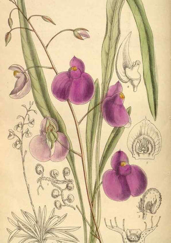 Reproducción/Reproduction 35922829701: Curtis's botanical magazine.. London ; New York [etc.] :Academic Press [etc.]