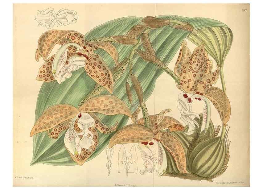 Reproducción/Reproduction 35922830911: Curtis's botanical magazine.. London ; New York [etc.] :Academic Press [etc.]
