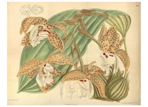 Reproducción/Reproduction 35922830911: Curtis's botanical magazine.. London ; New York [etc.] :Academic Press [etc.]