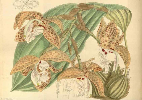 Reproducción/Reproduction 35922830911: Curtis's botanical magazine.. London ; New York [etc.] :Academic Press [etc.]