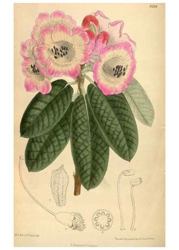 Reproducción/Reproduction 35922832501: Curtis's botanical magazine.. London ; New York [etc.] :Academic Press [etc.]